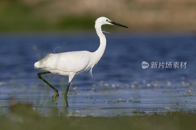 小白鹭(Egretta garzetta)